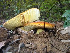 Цезарский гриб 003